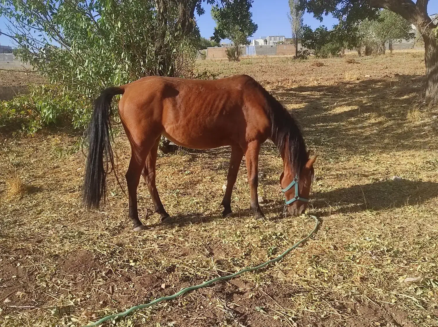 مادیون کرد|اسب و تجهیزات اسبسواری|قیدار, |دیوار