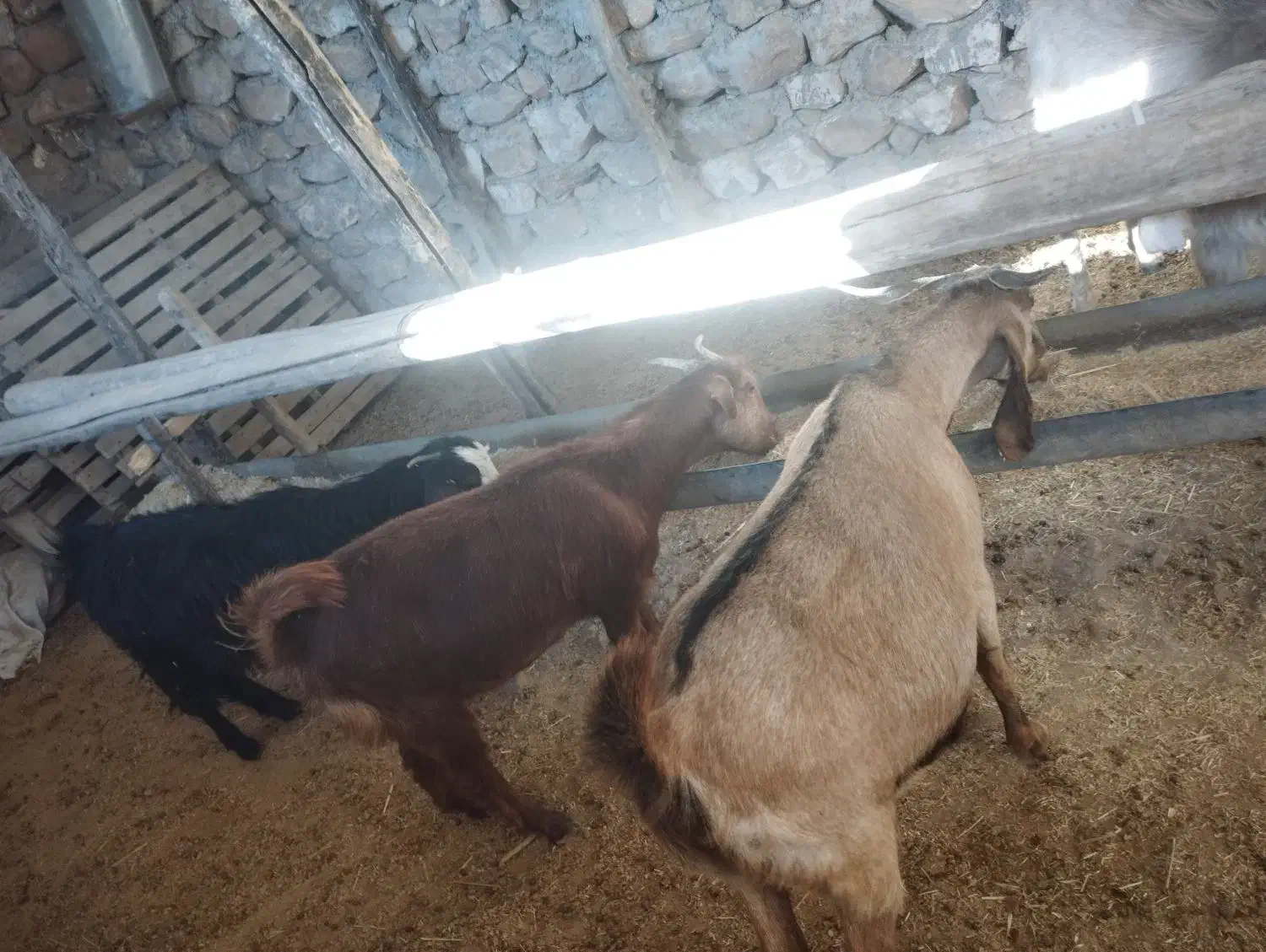 بز آبستن دوقلو زا|حیوانات مزرعه|کوهدشت, |دیوار