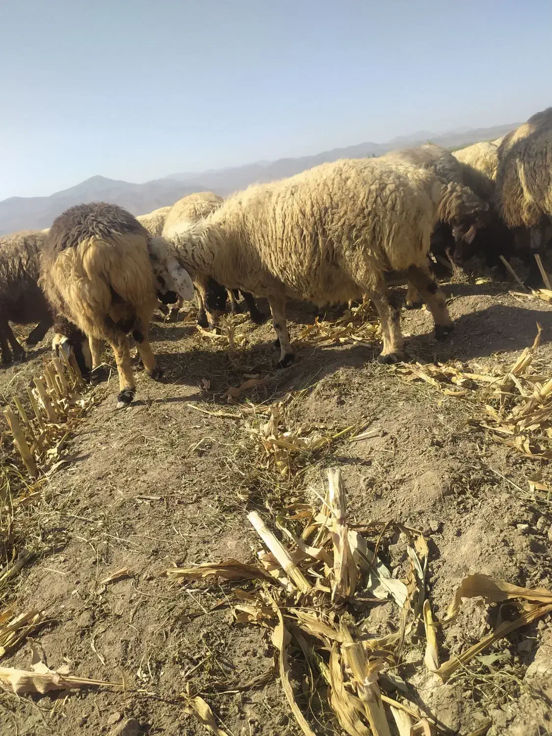 میش|حیوانات مزرعه|صوغان, |دیوار