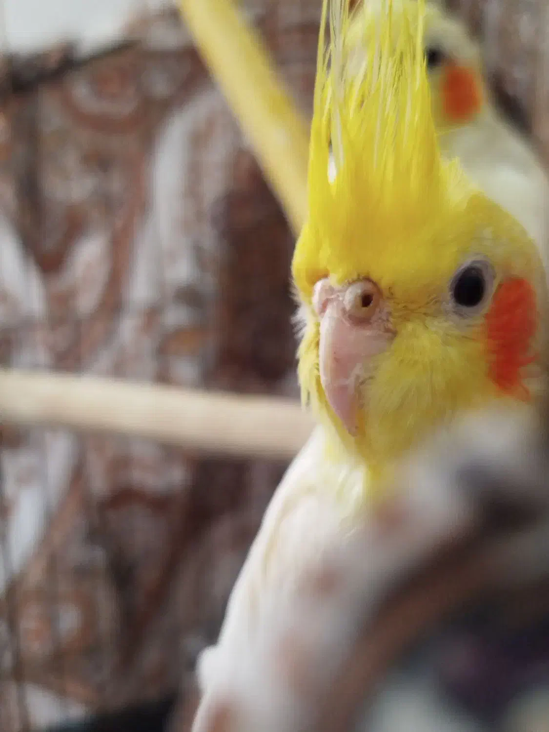 عروس هلندی (لوتینو)|پرنده|بوکان, |دیوار