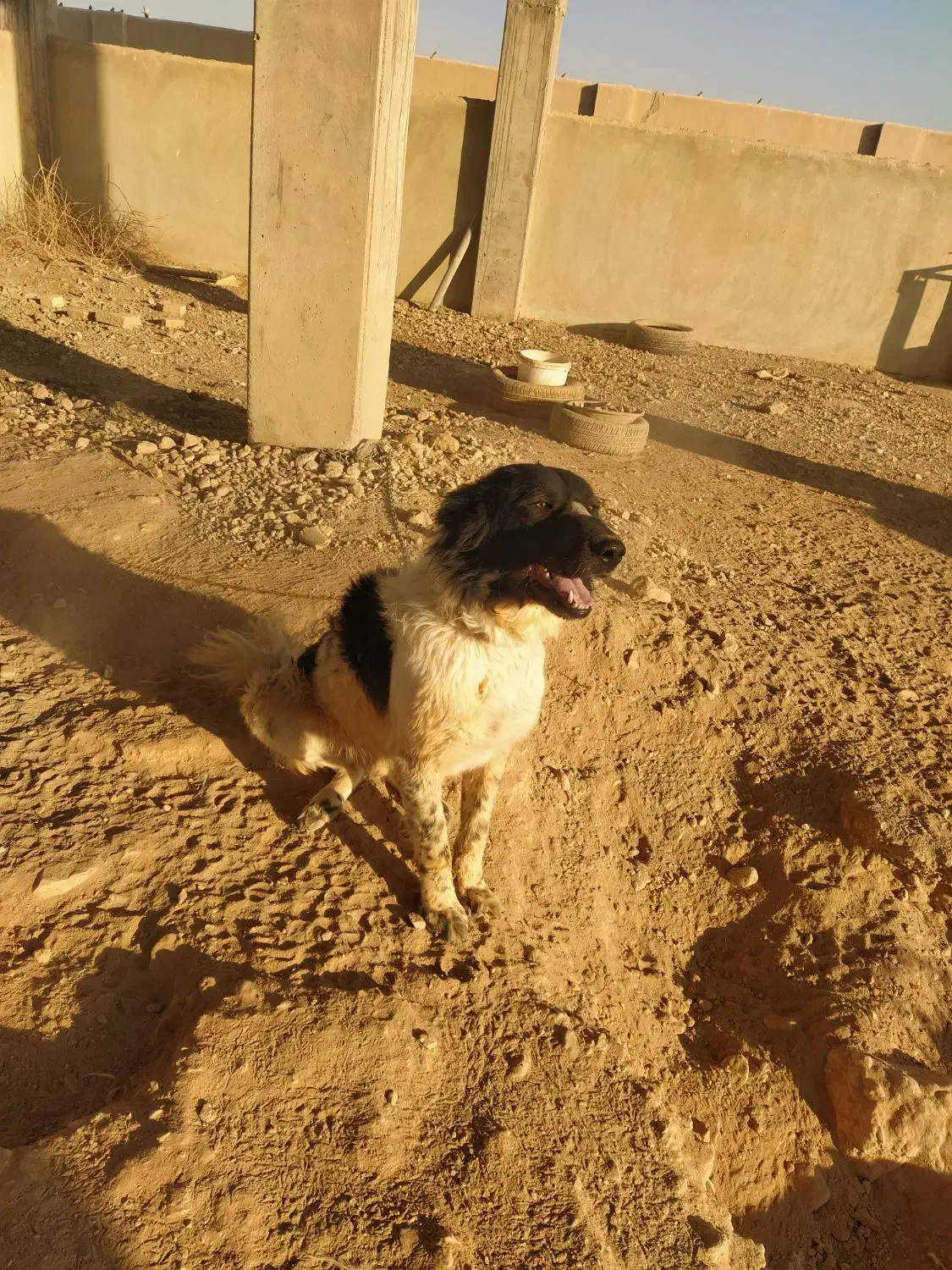 سگ نگهبان (مخصوص باغ)|سگ|برخوار, |دیوار