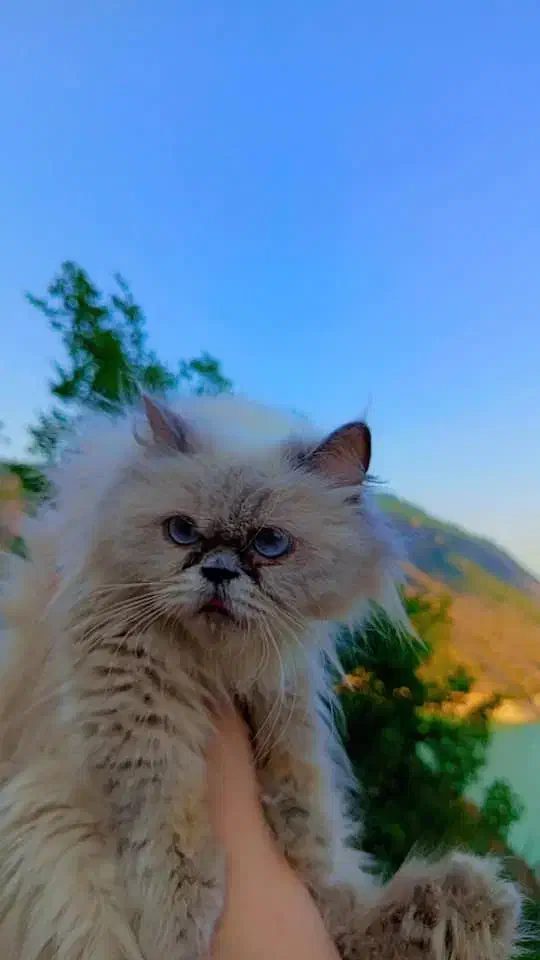 گربه پرشین و اسکاتیش|گربه|ساری, |دیوار