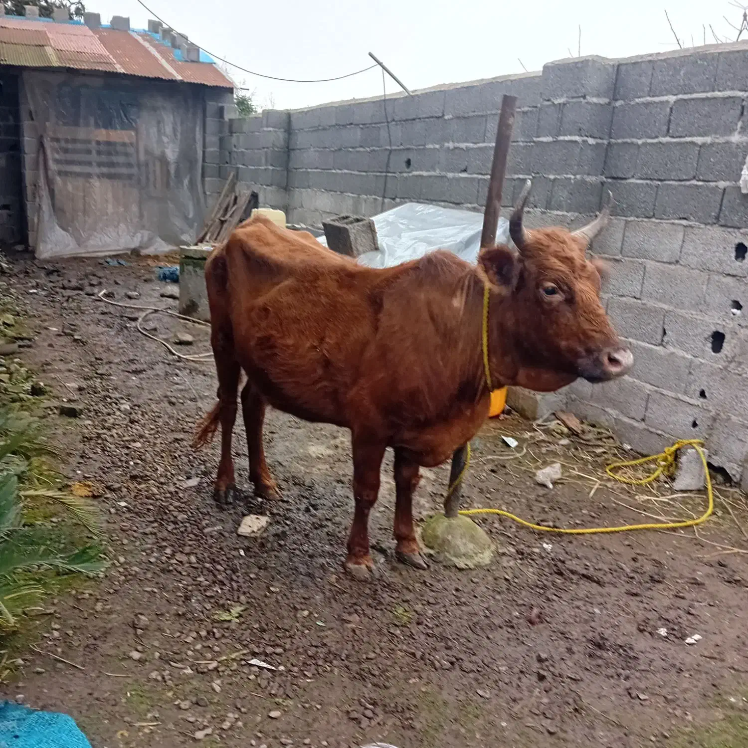 گاوچالوسی ۶ماه حامله|حیوانات مزرعه|لشت نشا, |دیوار
