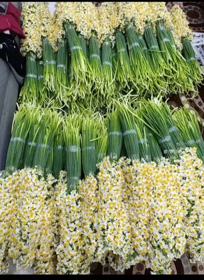 پخش وعمده گل نرگس شهلا|گل و گیاه طبیعی|شیراز, خلیلی|دیوار