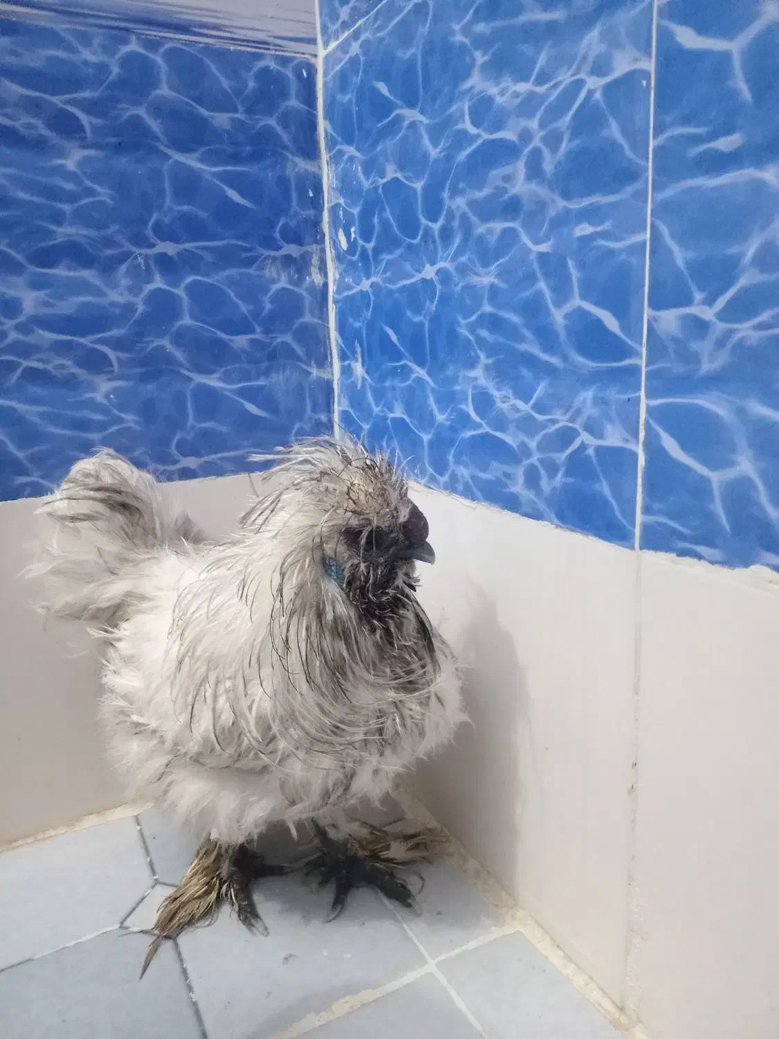 خروس سرحال|حیوانات مزرعه|اهواز, کیانشهر|دیوار