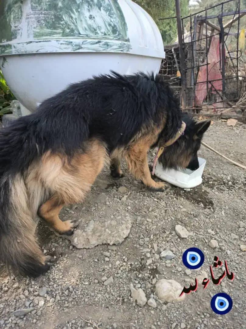 ژرمن شپرد شولاین نر|سگ|جیرفت, |دیوار