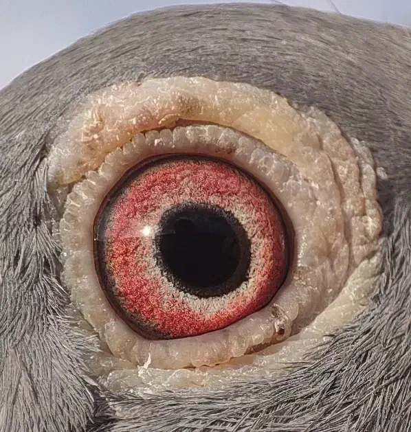 ماده پلاکی پرینت دار|پرنده|الشتر, |دیوار