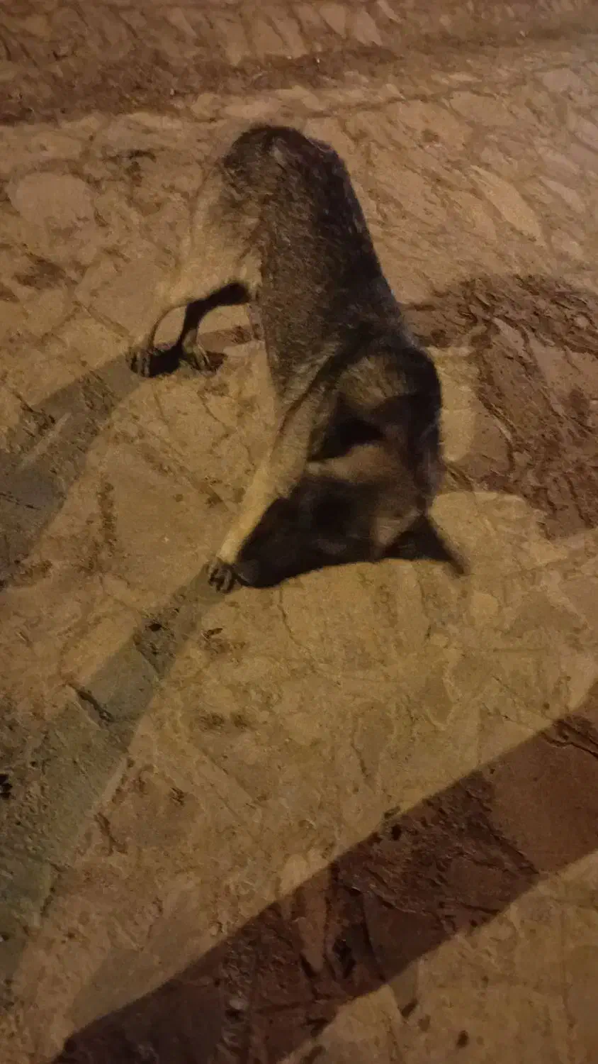 سگ گرگی|سگ|قهستان, |دیوار