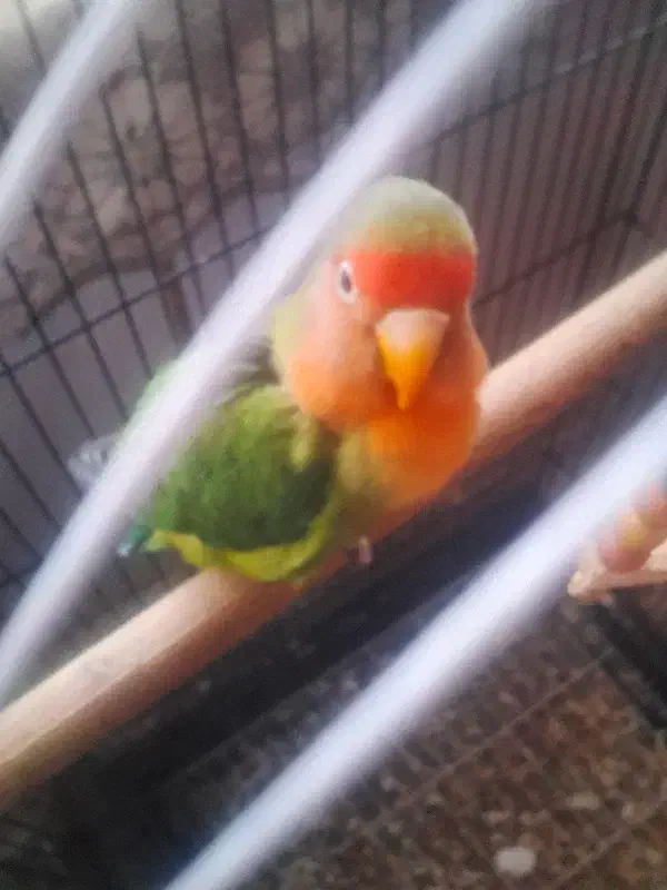 طوطی برزیلی|پرنده|باغ بهادران, |دیوار