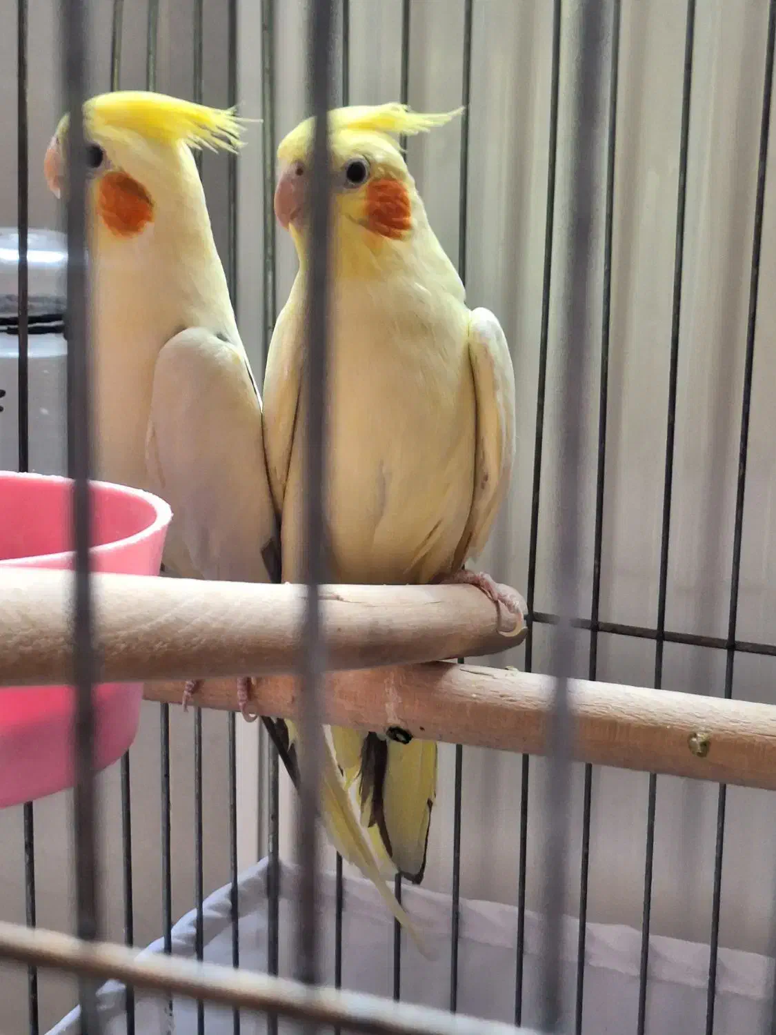 عروس هلندی|پرنده|بانه, |دیوار