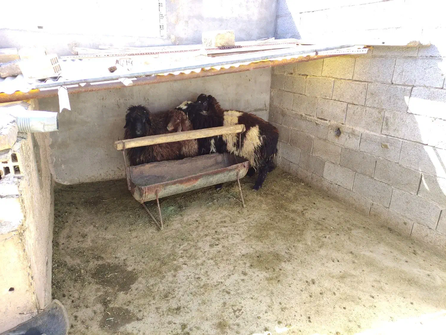 فروش بره|حیوانات مزرعه|مبارکه, |دیوار