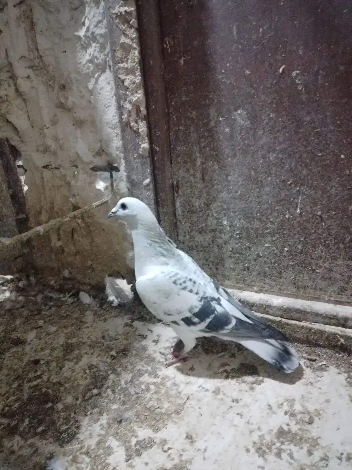 ۴عدد ماده|پرنده|بیرجند, |دیوار