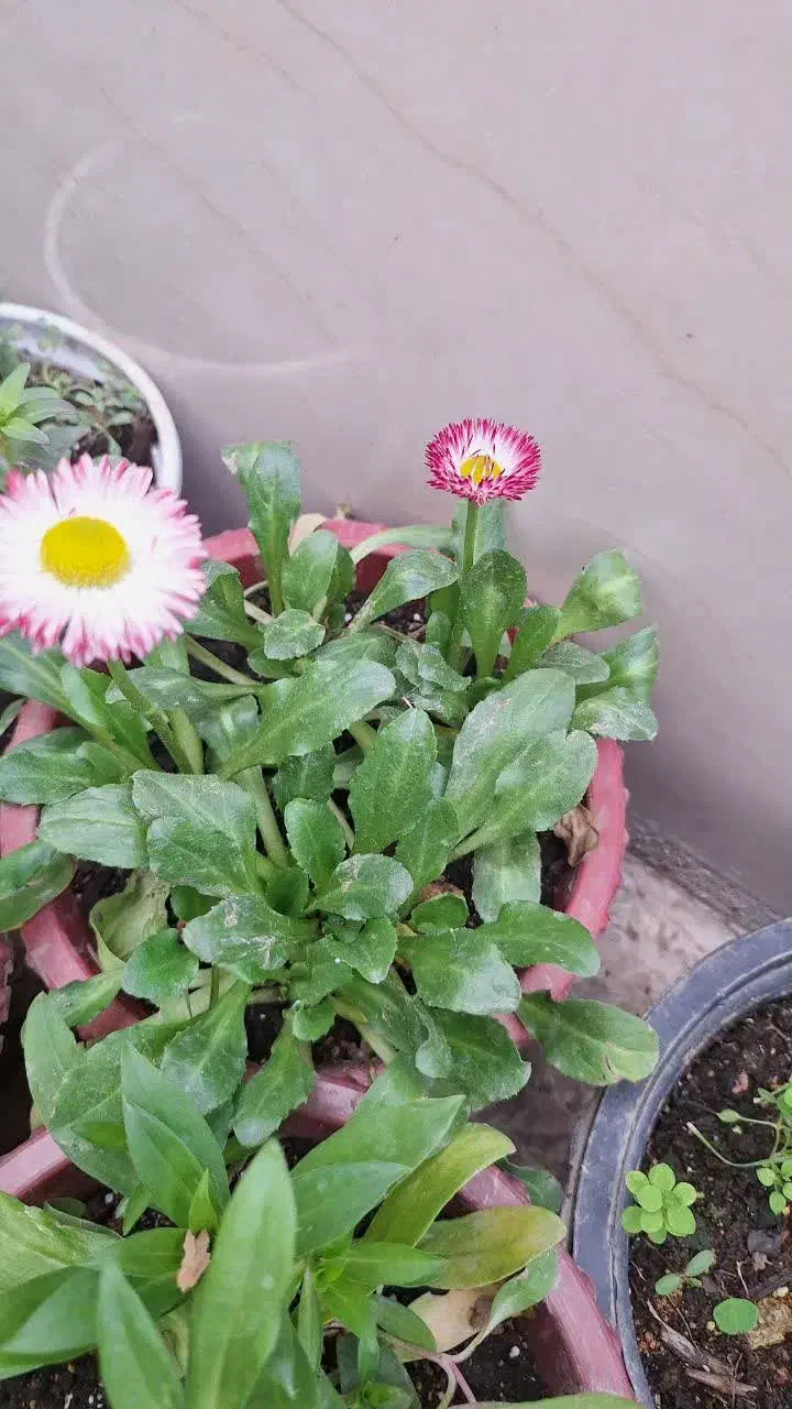 گلهای فصلی زیبا|گل و گیاه طبیعی|مسجد سلیمان, |دیوار