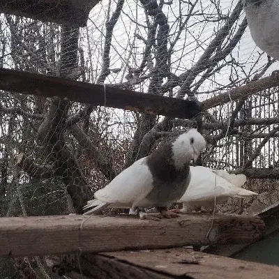 طوقی سرخ کاکلی گم شده|پرنده|دماوند, دماوند|دیوار