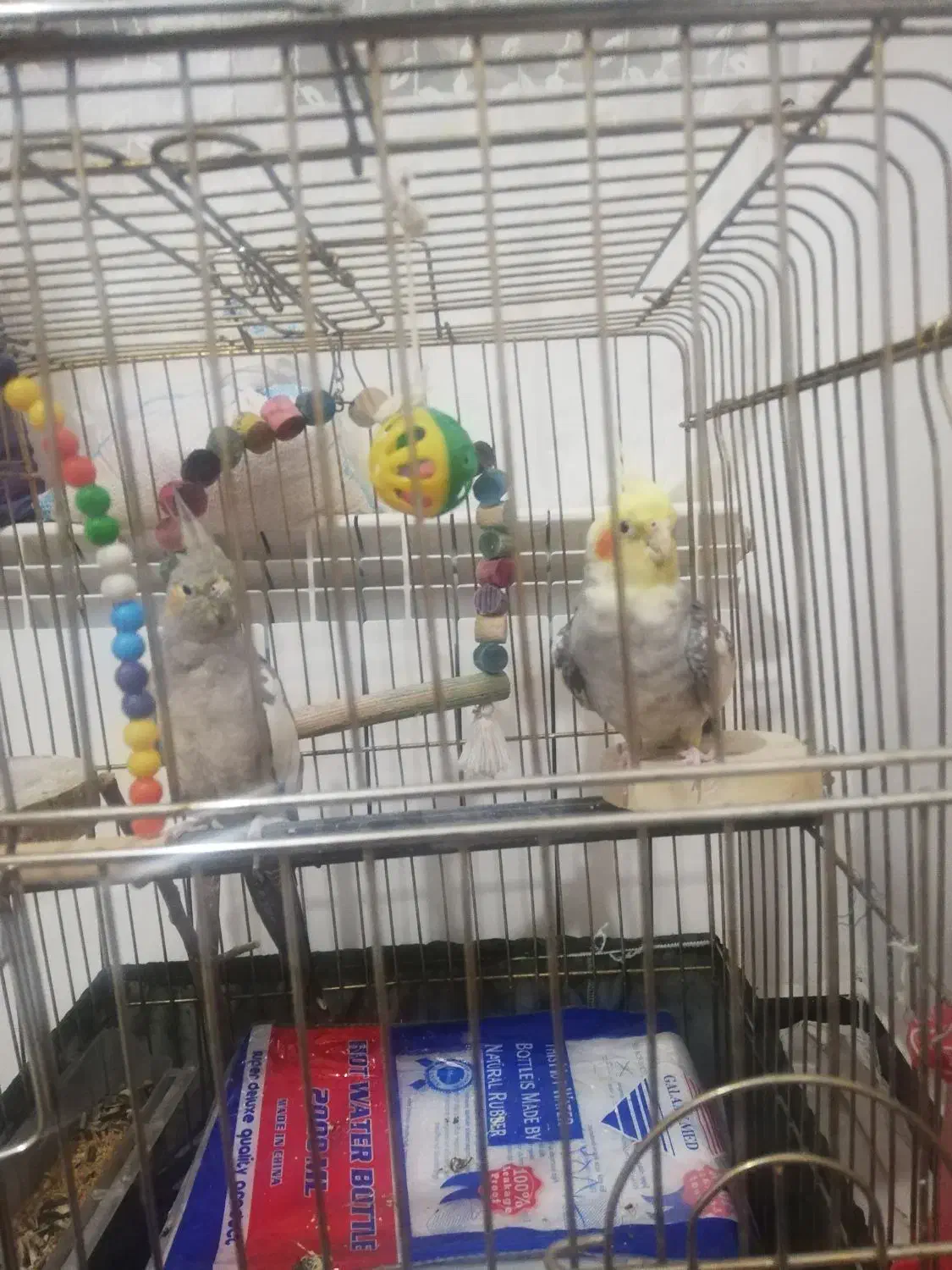 عروس هلندی مولد|پرنده|سقز, |دیوار