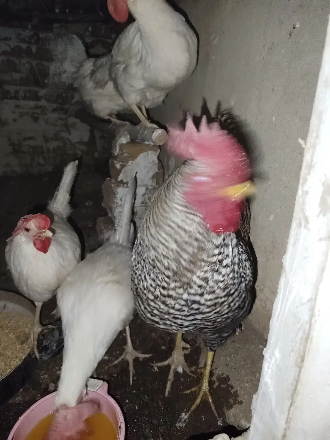 خروس نژاد پیلیموت راک محلی|حیوانات مزرعه|هشتگرد, خور|دیوار