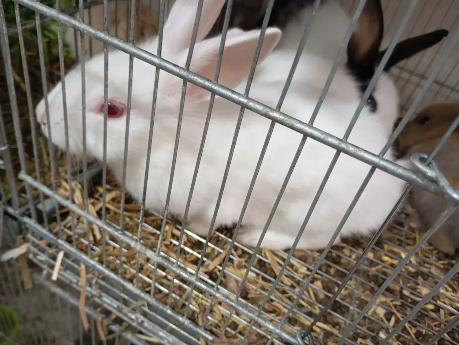 ۳ تا خرگوش (لوپ)|موش و خرگوش|نظرآباد, رسالت|دیوار