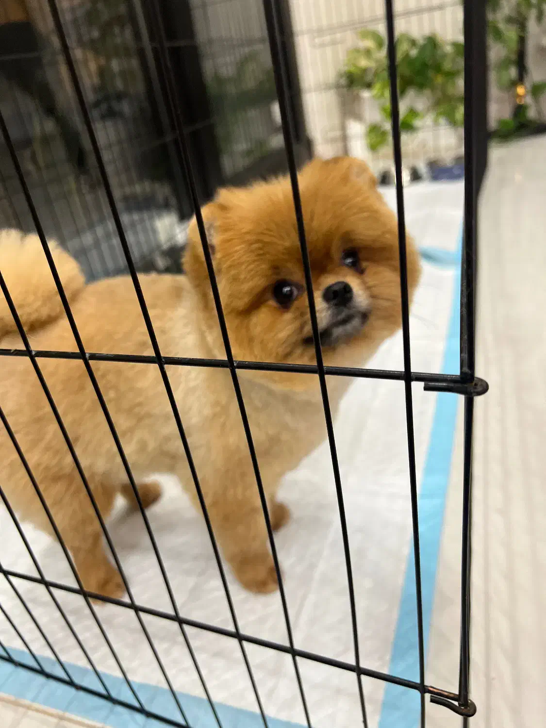 پامرین با کیفیت|سگ|یزد, |دیوار