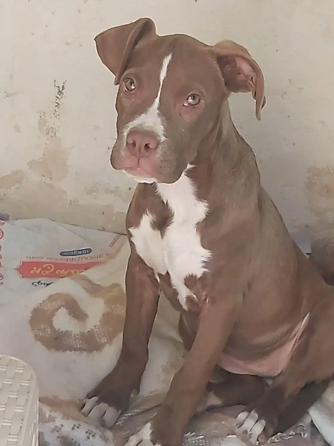 پیتبول ماده نژاد خاص و دوسداشتنی|سگ|محمدیه-قزوین, |دیوار