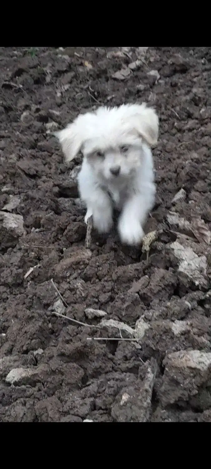 واگذاری پاکوتاه ۳ ماه ریز معاوضه با لاری|سگ|قائم‌شهر, |دیوار