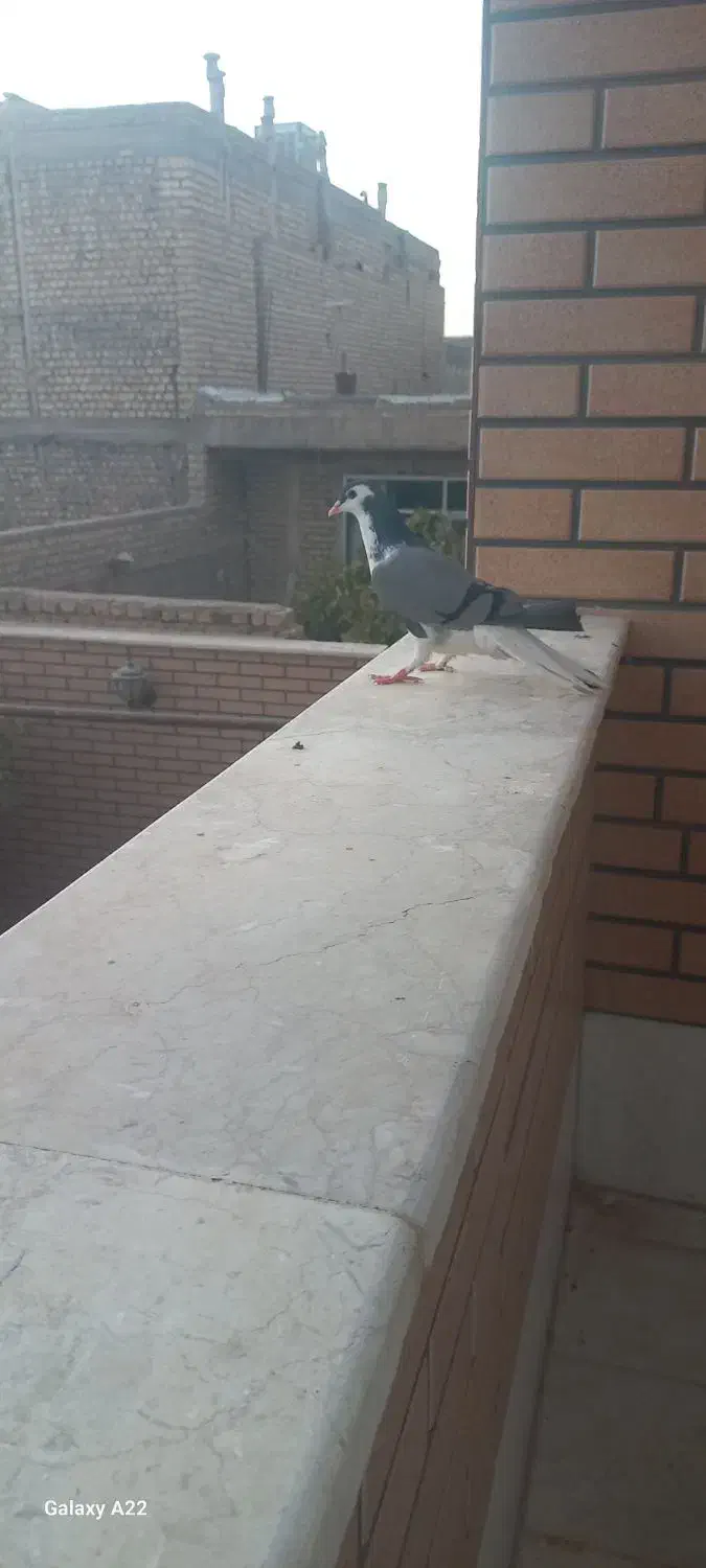 کفتر دمگیر|پرنده|حبیب آباد, |دیوار