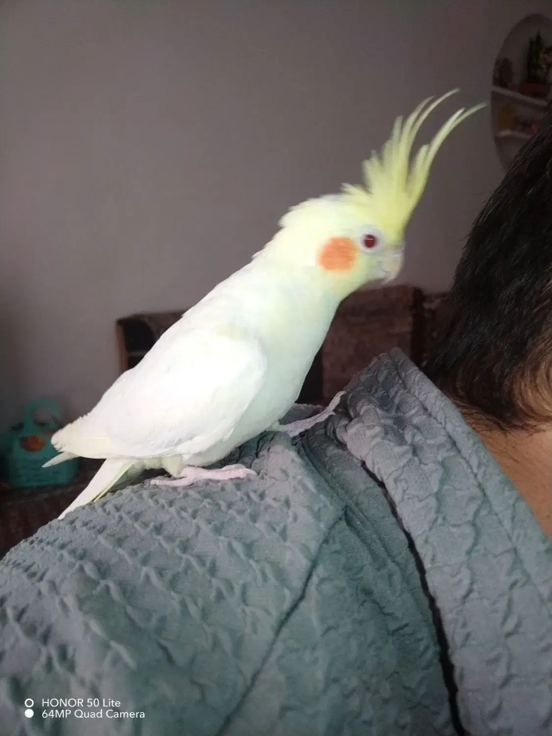 عروس هلندی|پرنده|قیدار, |دیوار