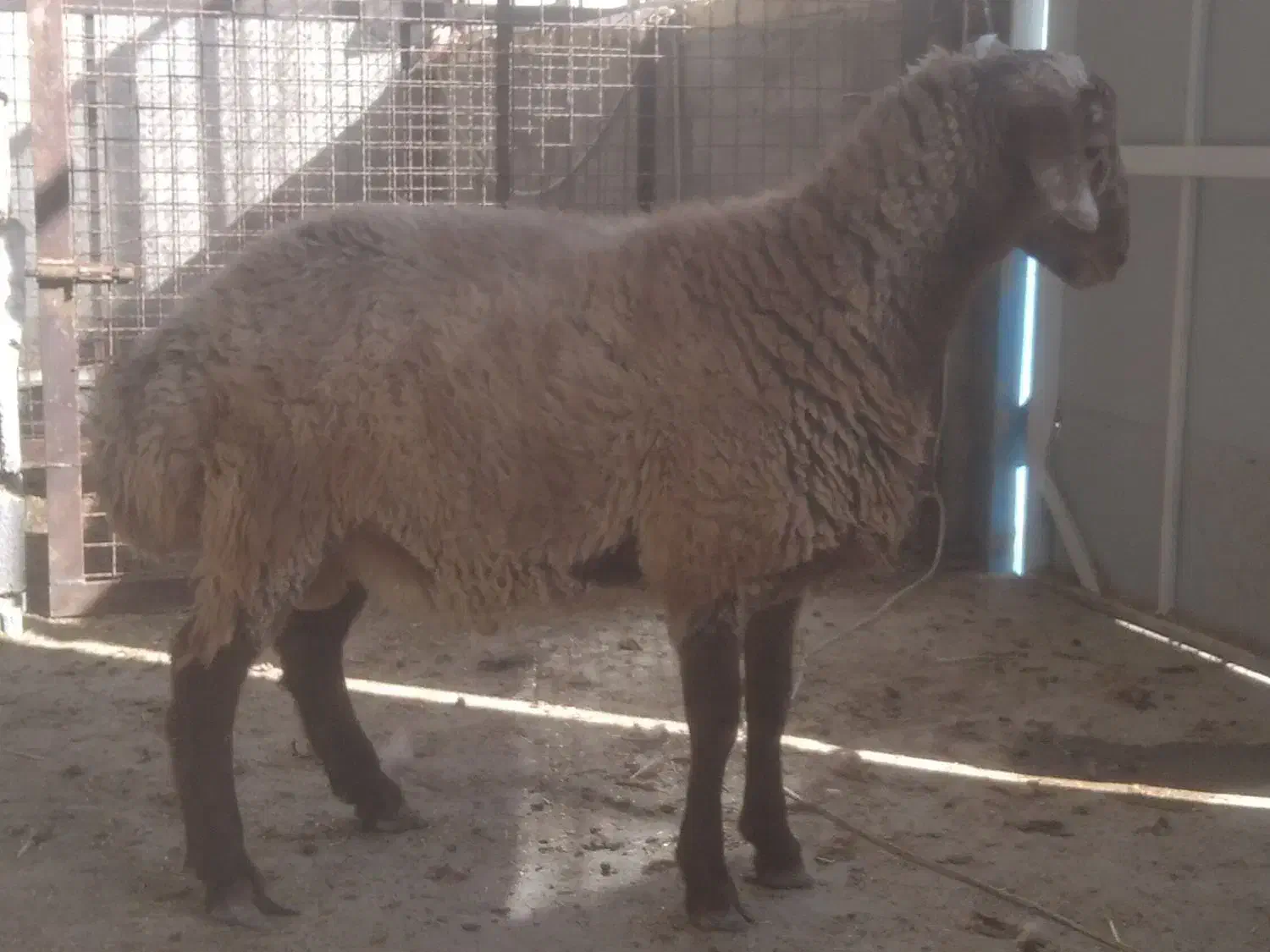 قوچ و بره‌قوچ‌های همو|حیوانات مزرعه|بجنورد, |دیوار