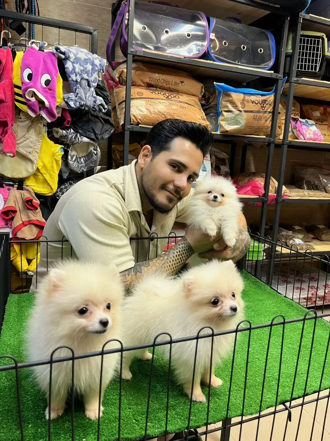 سگپامرانین.اصل وارداتی|سگ|تهران, هوانیروز|دیوار