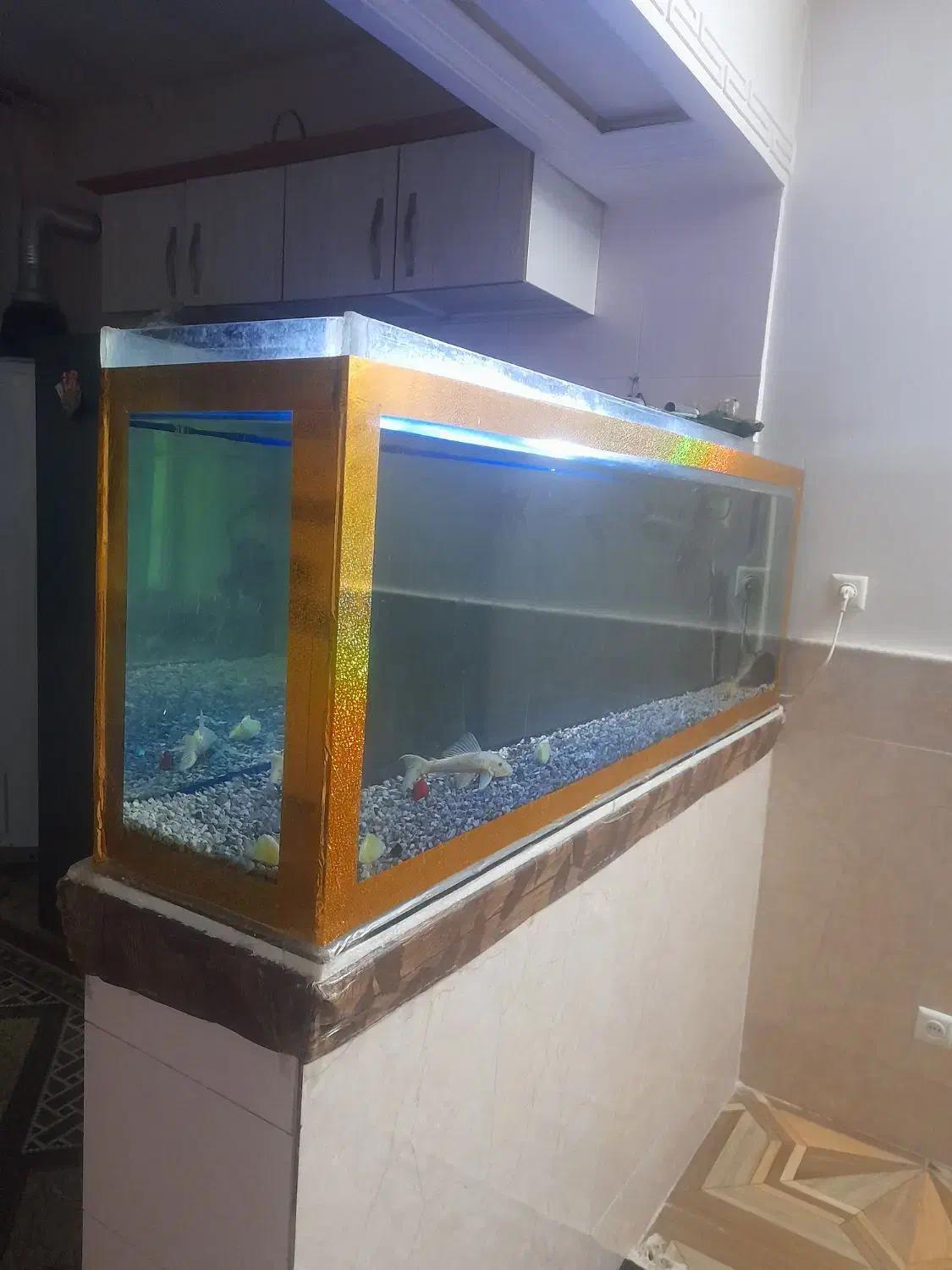 آکواریوم|ماهی|قم, علی آباد سعدگان|دیوار