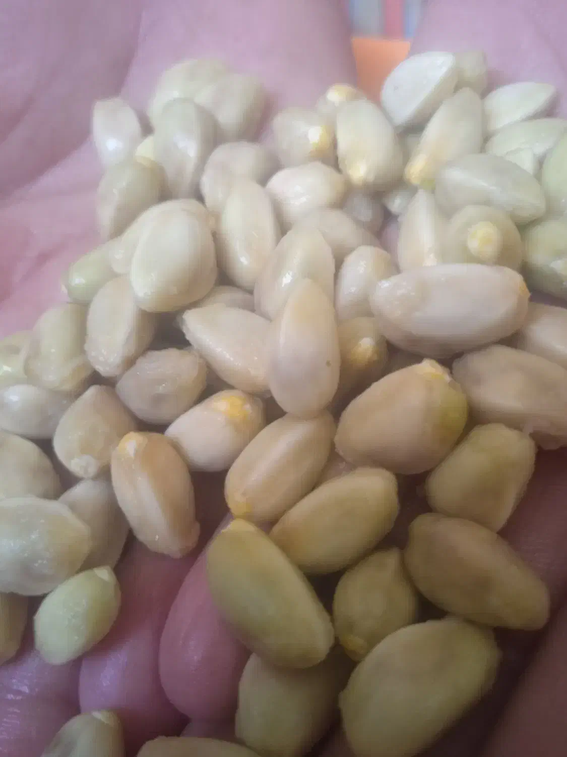 حمل بار با ماشین پراید به مشهد و از مشهد به تربت|خدمات حمل و نقل|تربت جام, معدآباد|دیوار