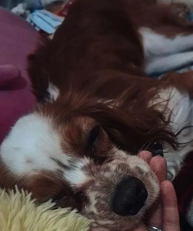 سگ کاوالیر|سگ|تهران, منیریه|دیوار