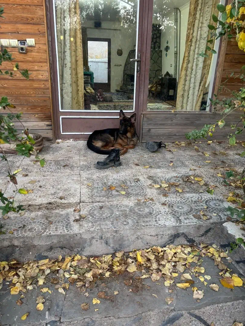 سگ ژرمن|سگ|رفسنجان, |دیوار