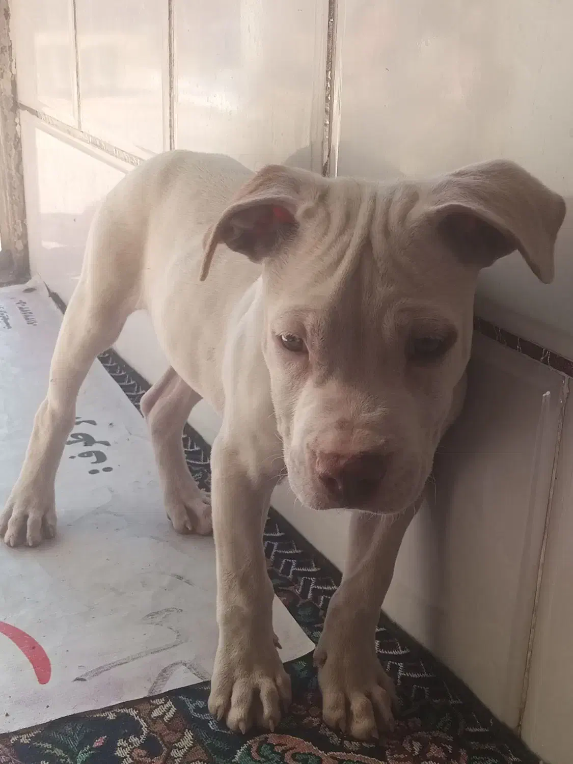 پیت بول|سگ|سیرجان, |دیوار