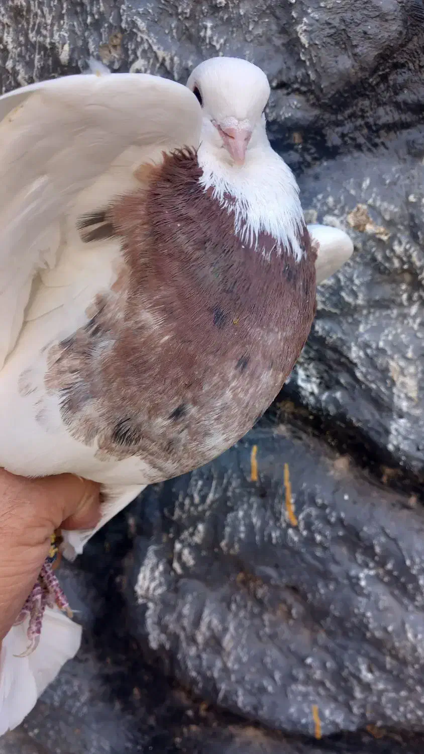 ۲ عدد نر|پرنده|زیباشهر, |دیوار