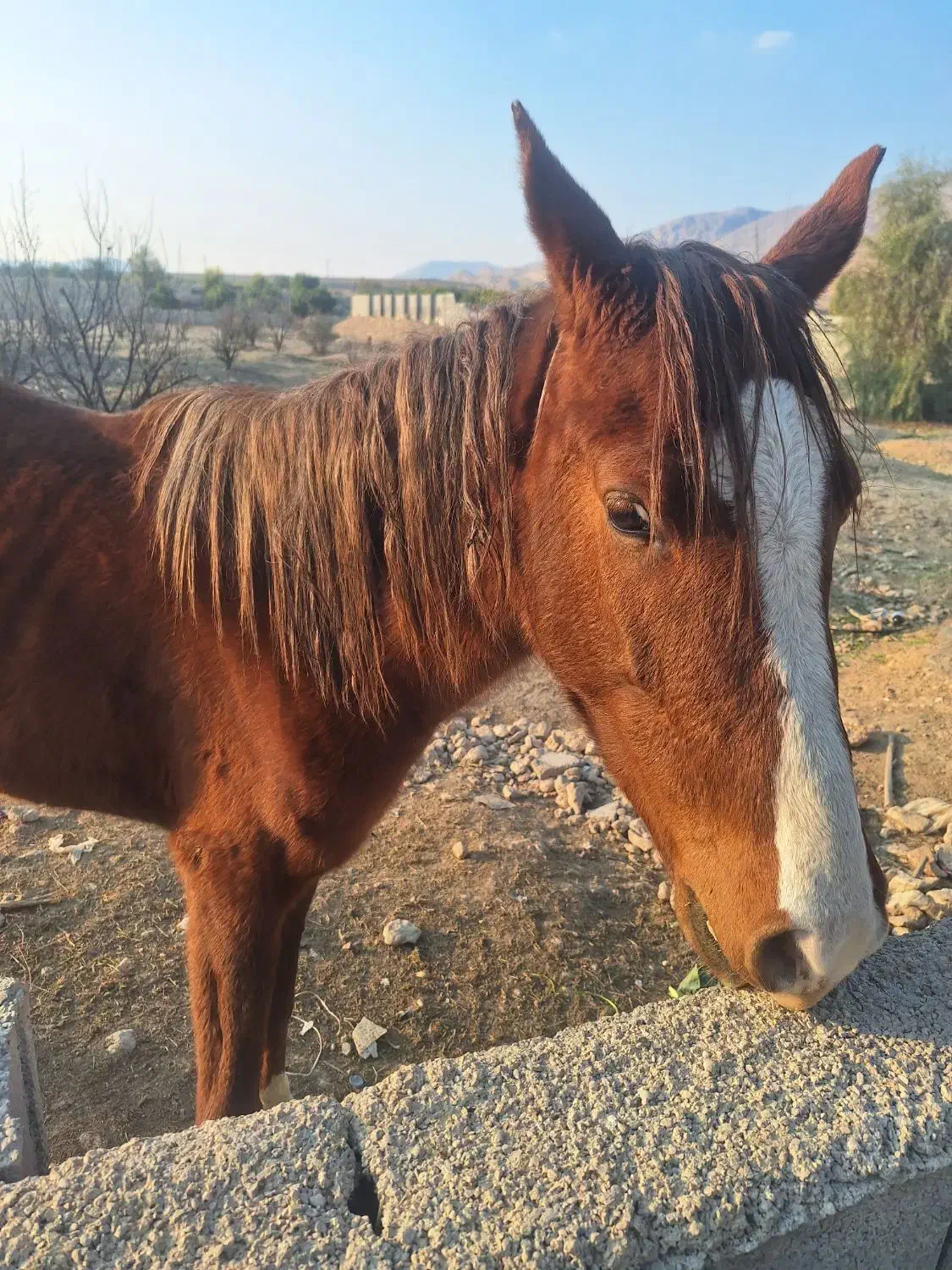 فروش اسب|اسب و تجهیزات اسب‌سواری|جهرم, |دیوار