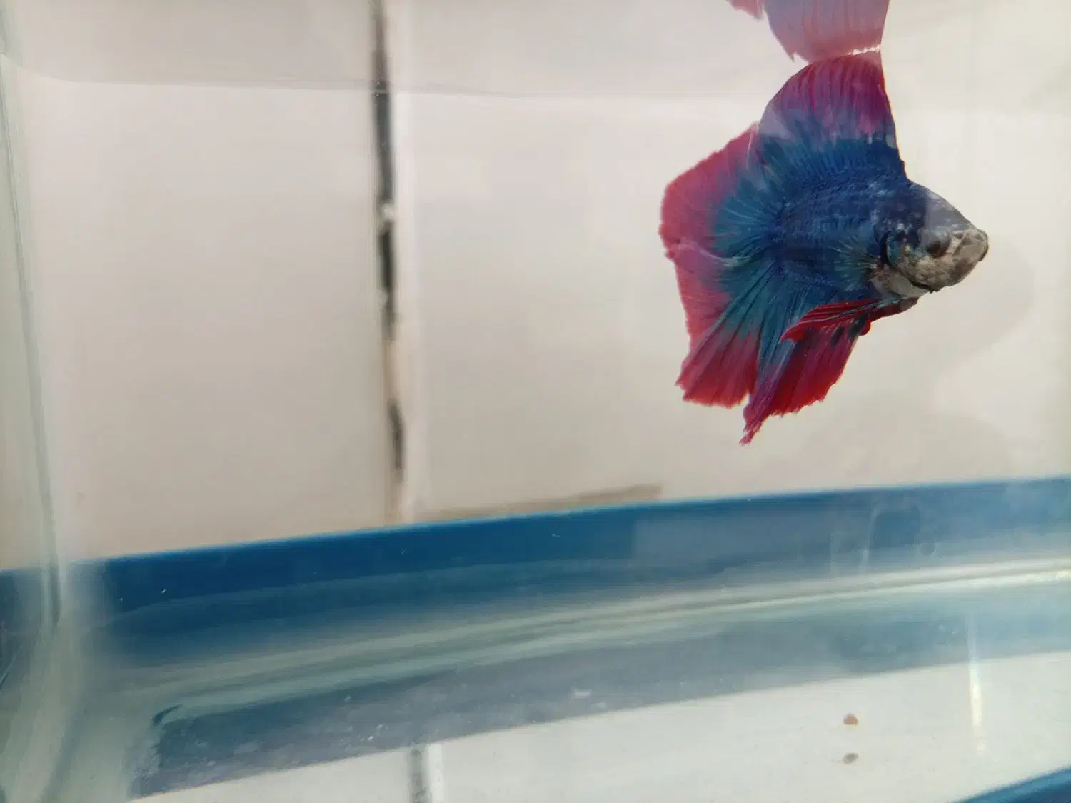 ماهی فایتر نروماده|ماهی|نجفآباد, قلعه سفید|دیوار