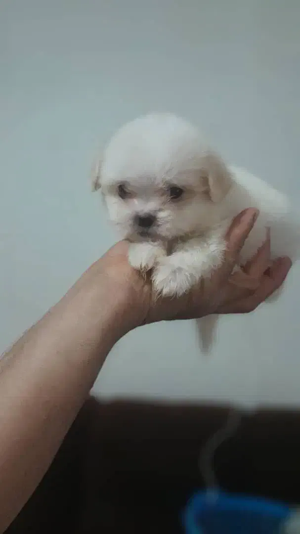 واگذاری توله های آپارتمانی با کیفیت وسالم|سگ|وحیدیه, |دیوار