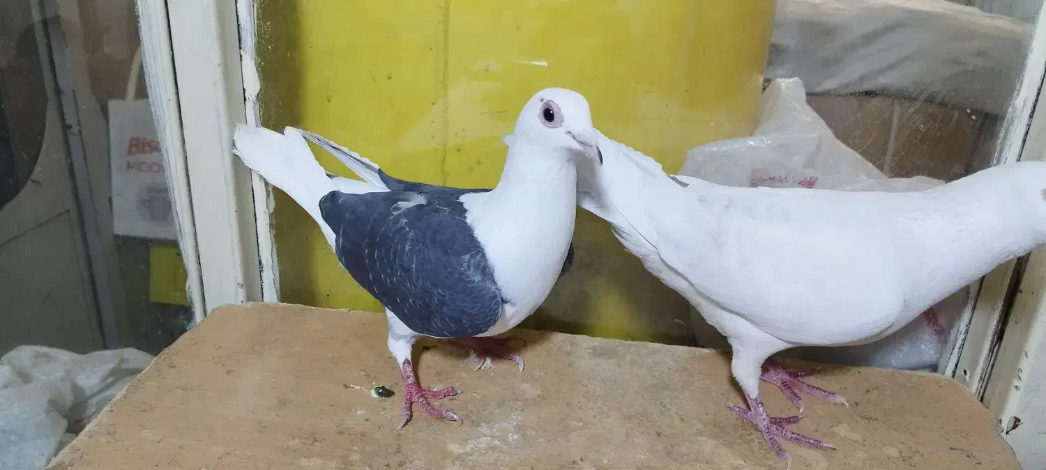 کبوتر .2عدد.پلاکی.نروماده.|پرنده|تهران, مولوی|دیوار