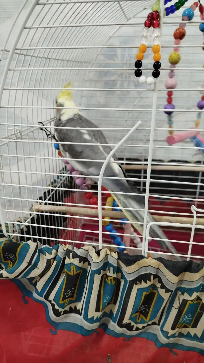 یک عدد عروس هلندی ماده سالم باقفس|پرنده|ایوانکی, |دیوار