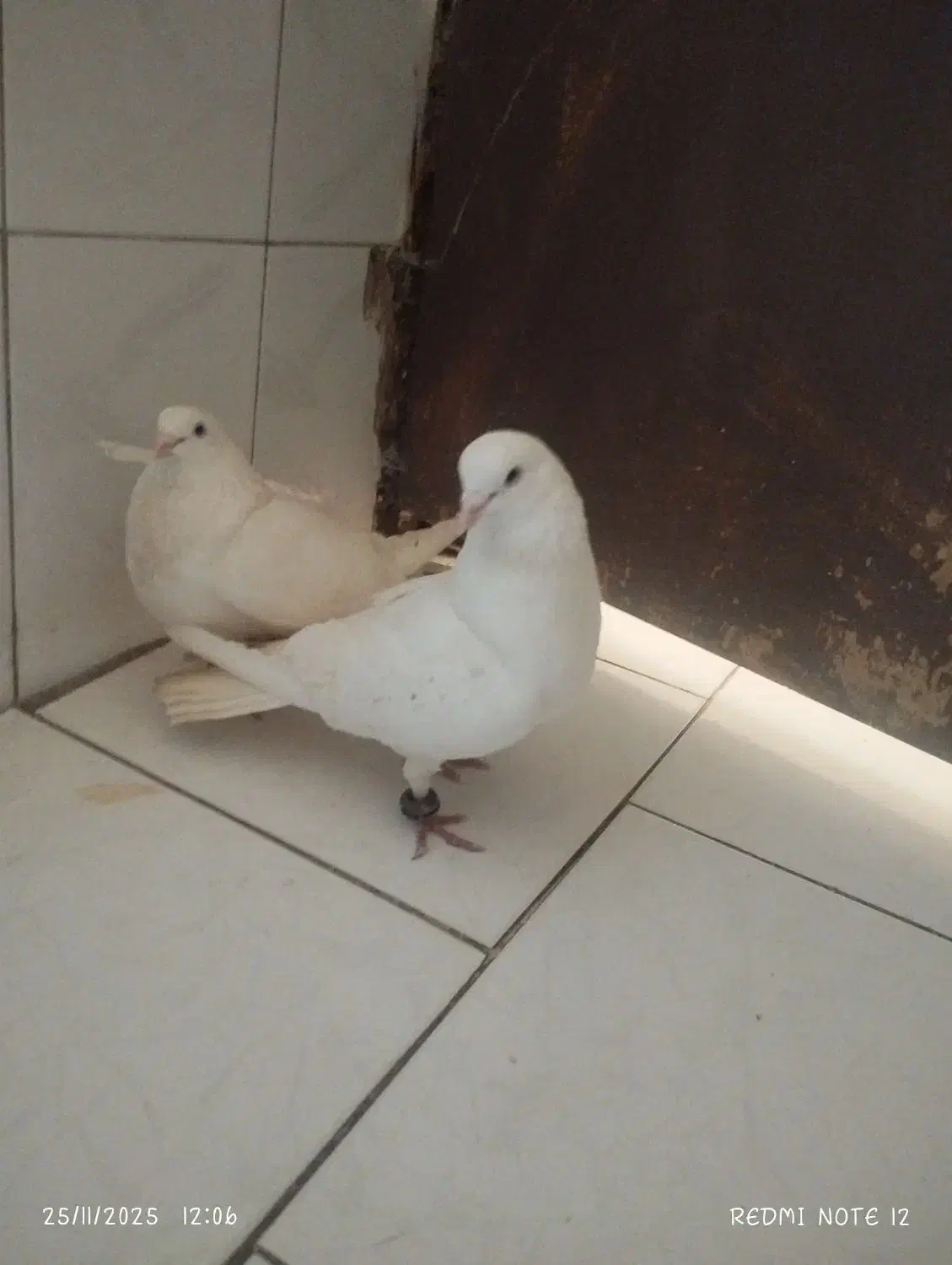 دوجفت کفتر تمیز نروماه جفت دم تخم بشرت|پرنده|بندرعباس, |دیوار