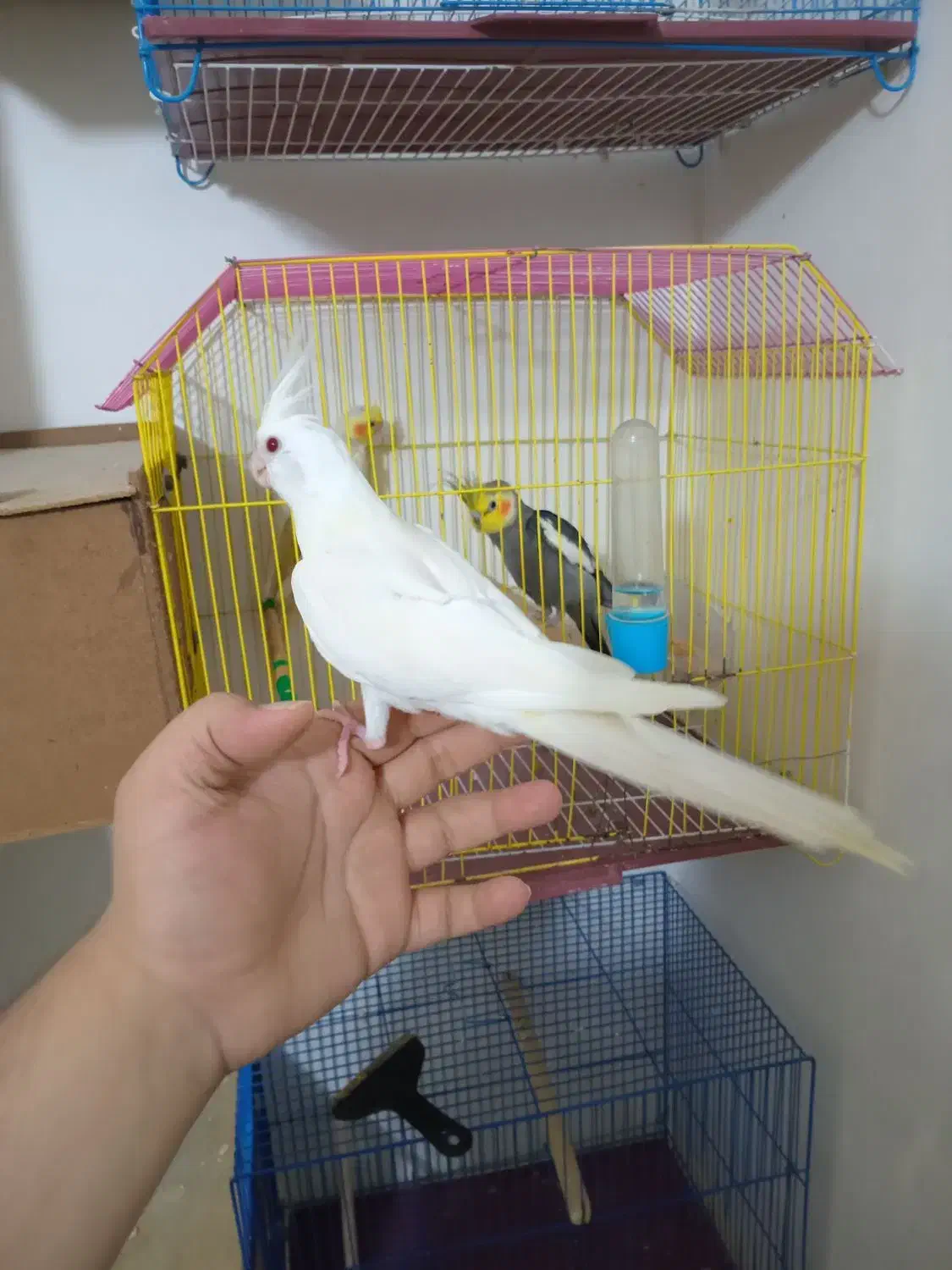 عروس هلندی دون خور فول دستی|پرنده|گنبد کاووس, |دیوار