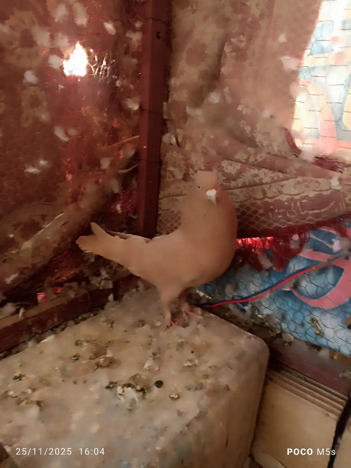 سه عدد کفتر دوکت زرد و گرگی|پرنده|اشکذر, |دیوار