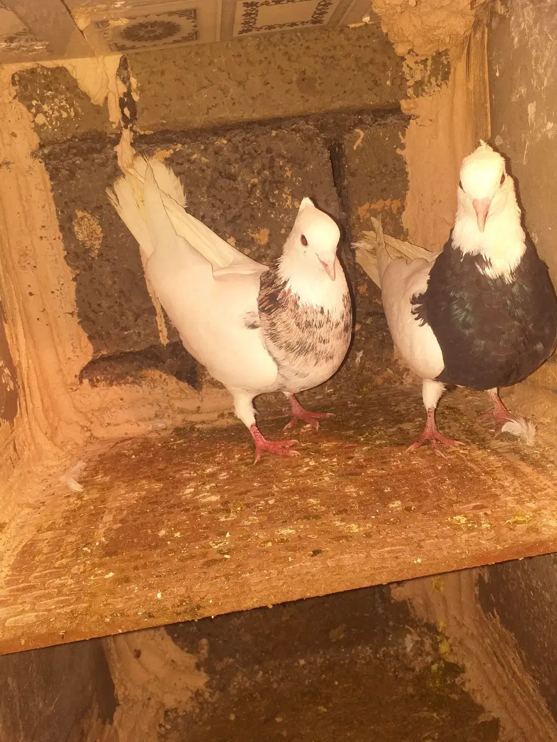 کبوتر طوق|پرنده|مریوان, |دیوار