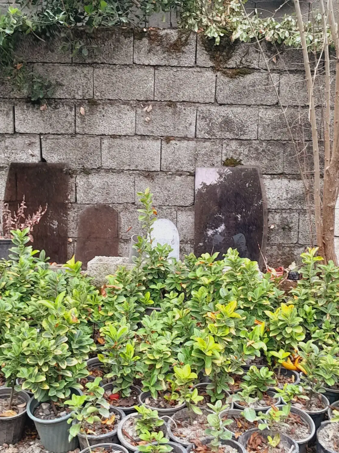 یاس و شمشاد و یوکا|گل و گیاه طبیعی|تنکابن, |دیوار