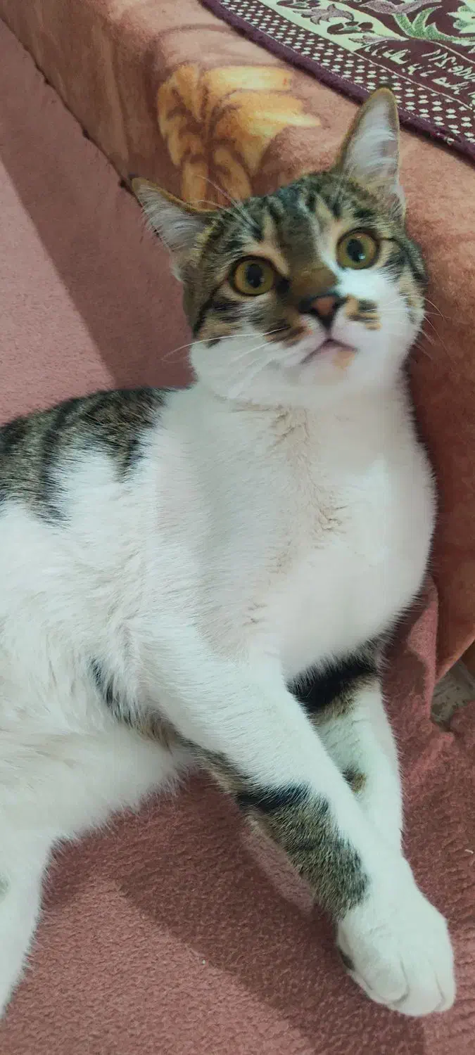 واگذاری|گربه|زنجان, |دیوار