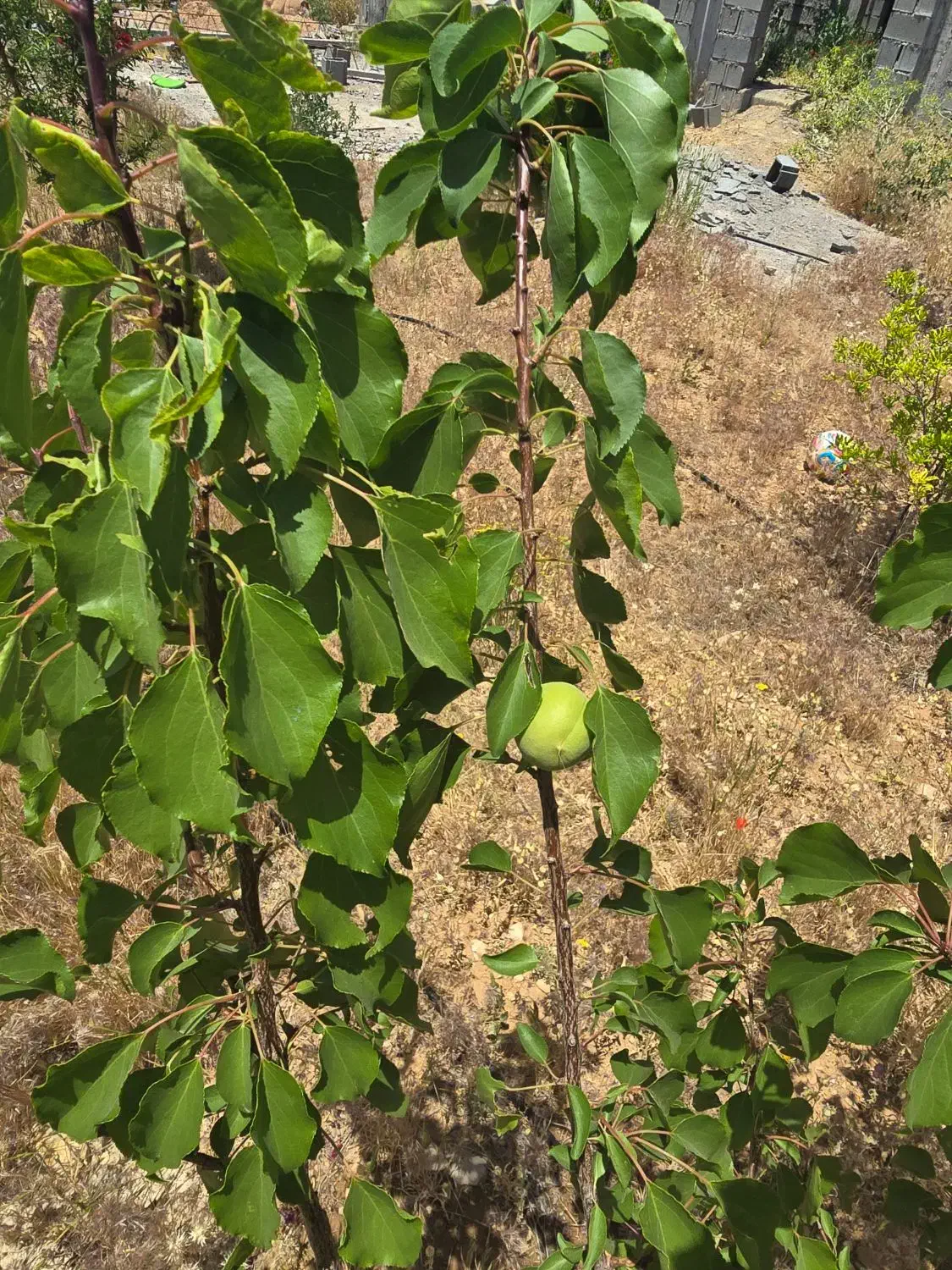 فروش خونه وباغ.شیراز،مجتمع پزشکان|فروش زمین و ملک کلنگی|شیراز, کودیان|دیوار