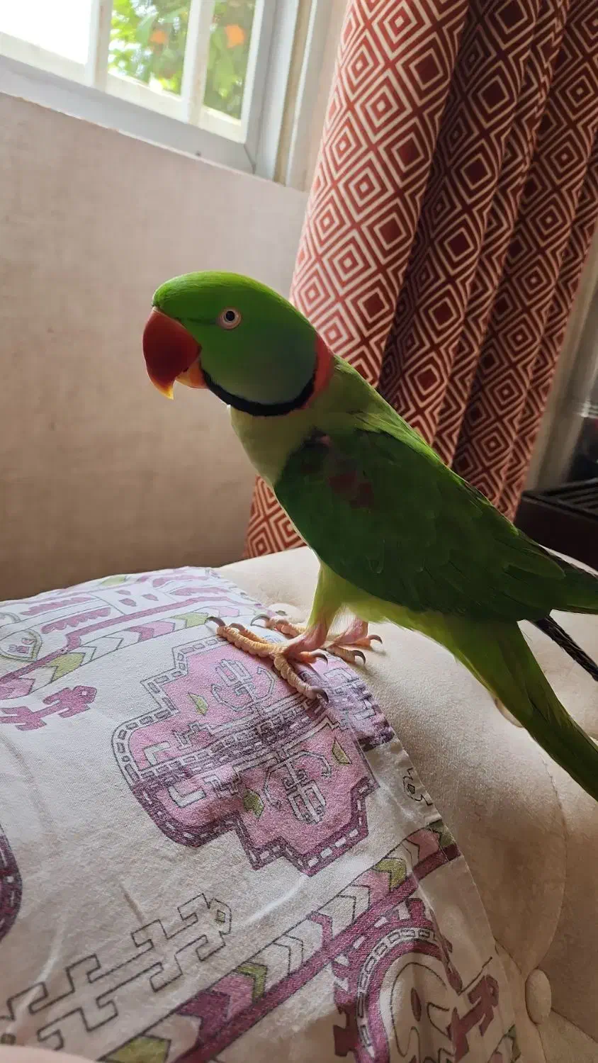 گمشده|حیوانات|رامسر, |دیوار