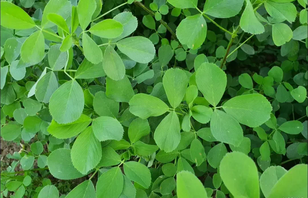 تخم یونجه|عمده‌فروشی|گلپایگان, |دیوار