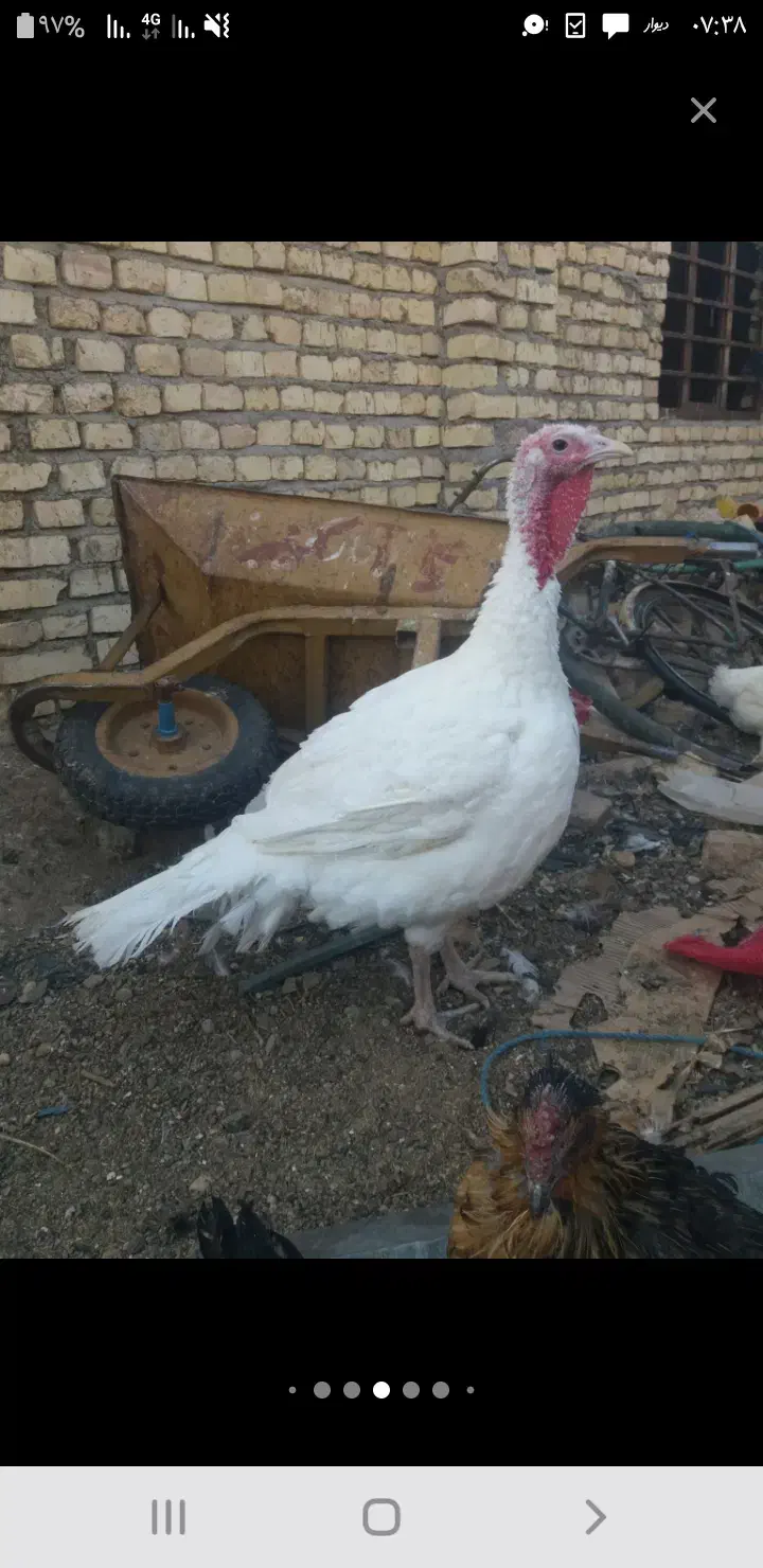 بوفلمون|حیوانات مزرعه|یزد, |دیوار