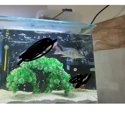 ماهی پرکسیموس و بلواکارا|ماهی|بروجرد, |دیوار